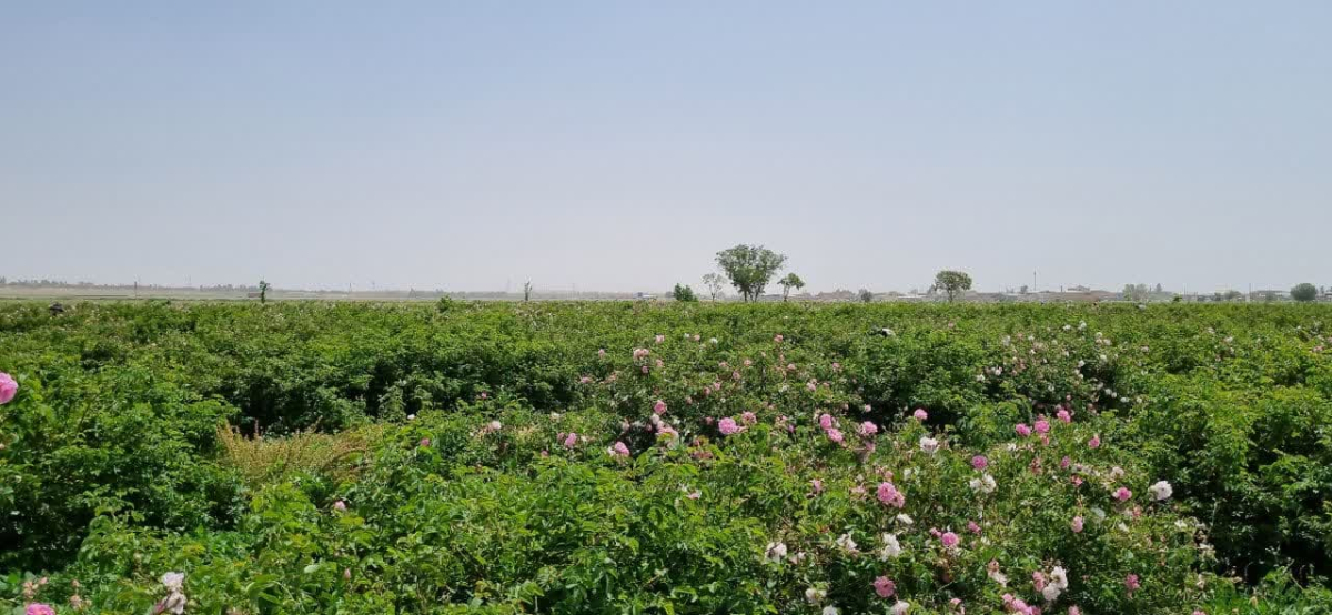 آغاز برداشت گل محمدی از عرصه‌های فضای سبز جنگلی شهر قم  